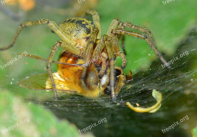 Insects Spider Prey Bee Free Photos