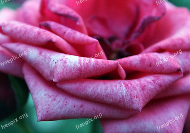 Rose Pink Flower Rose Flower Pink Roses