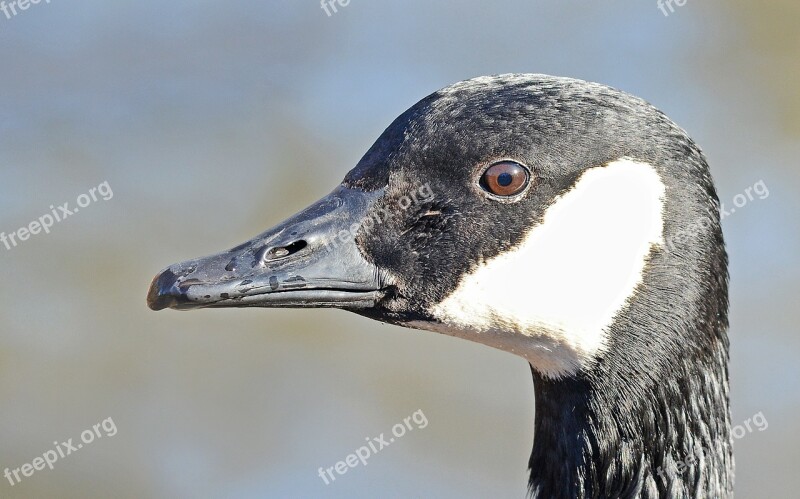 Canada Goose Wildlife Waterfowl Ornithology Animal