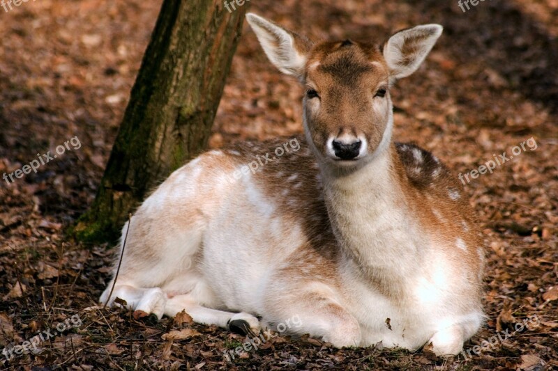 Fallow Deer Nature Forest Rest Autumn Forest