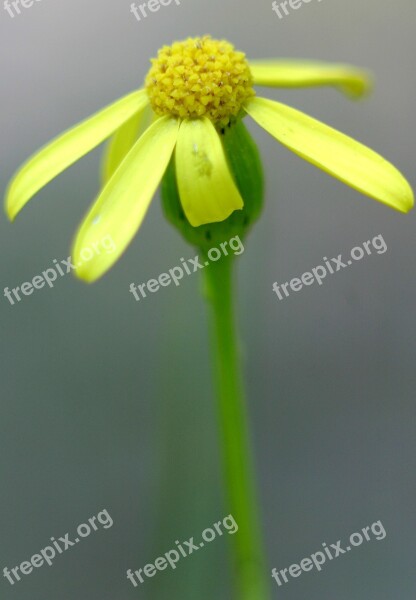 Macro Yellow Flower Small Flower Plant