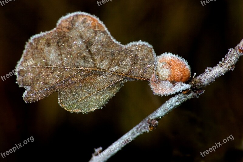 Frost Winter Ice Leaf Frozen