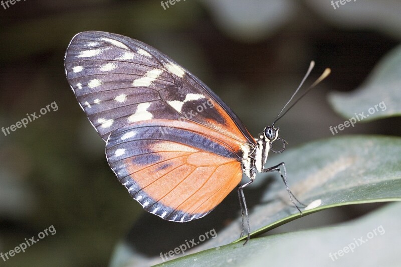 Monarch Butterfly Moth Insect Garden