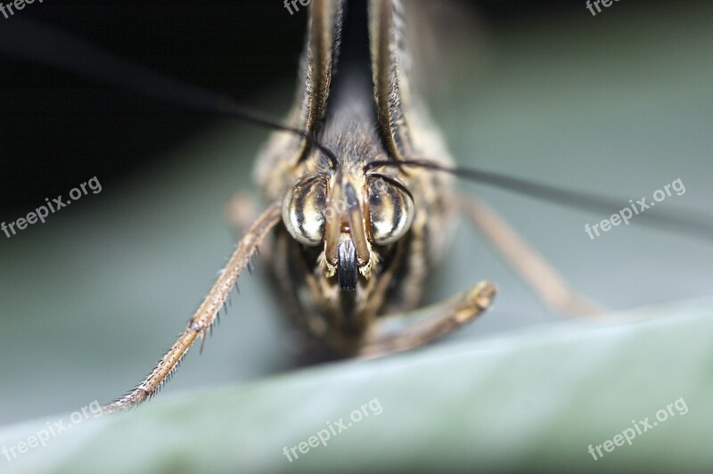 Butterfly Lepidoptera Insect Macro Eyes