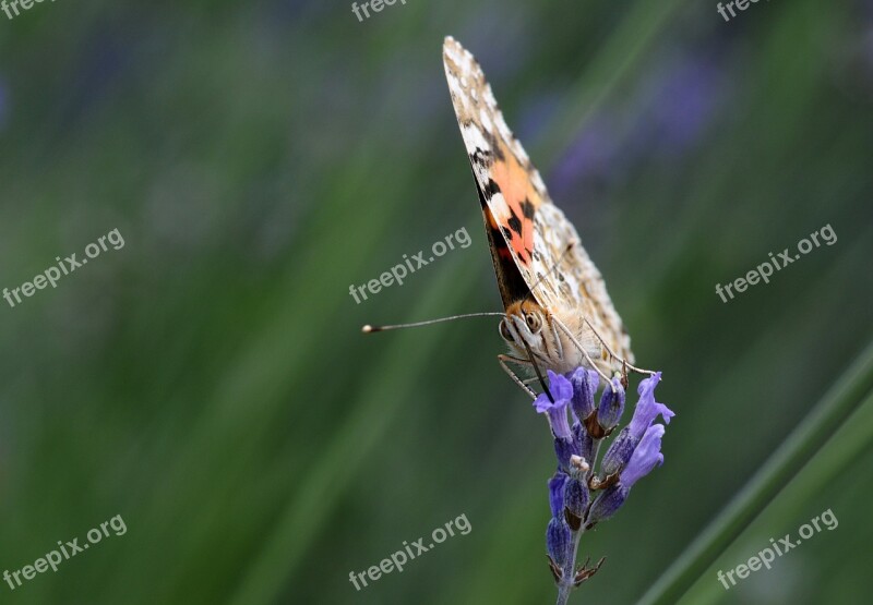 Butterfly Insect Nature Moth Garden