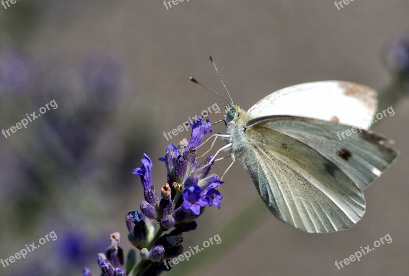 Pieride Rave Butterfly Insect Nature Moth