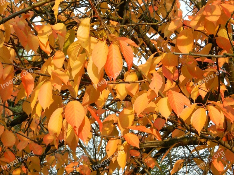 Autumn Autumn Gold Autumn Leaves Gold Yellow