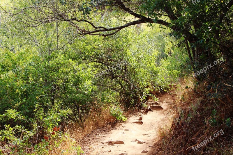 Forest Forest Path Light And Shadow Green Trees