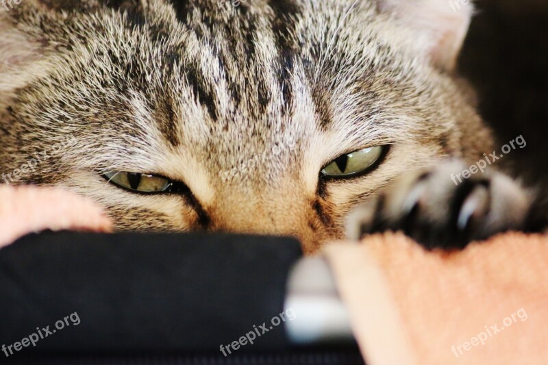 Cat Cat Face Sleepy Cat's Eyes Free Photos