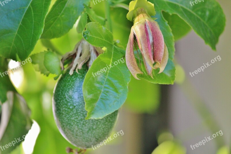 Passion Fruit Passion Flower Climber Plant Free Photos