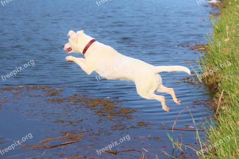 Dog Jump Water Joy Movement