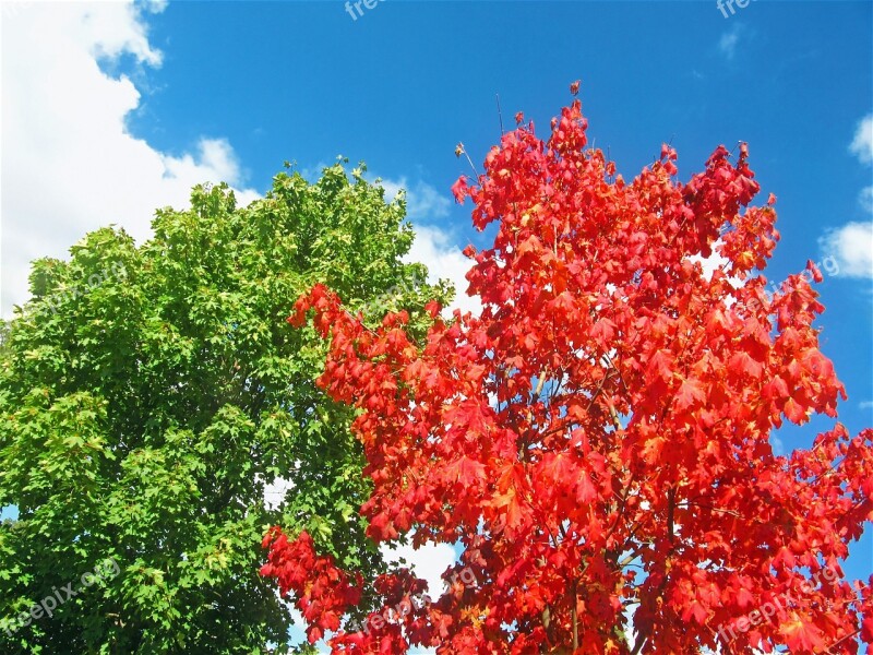 Maples Red Tree Two Trees Early Autumn Colorful