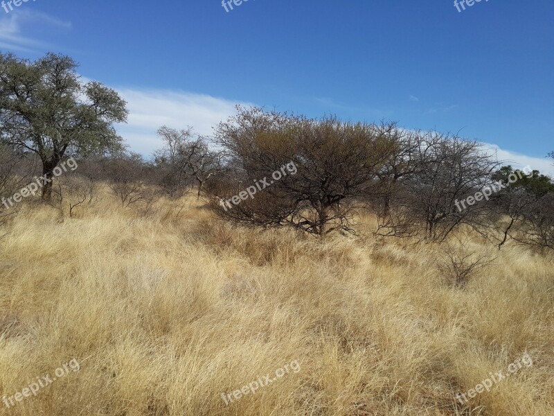 Grass Land Veld Draught African Bush Free Photos