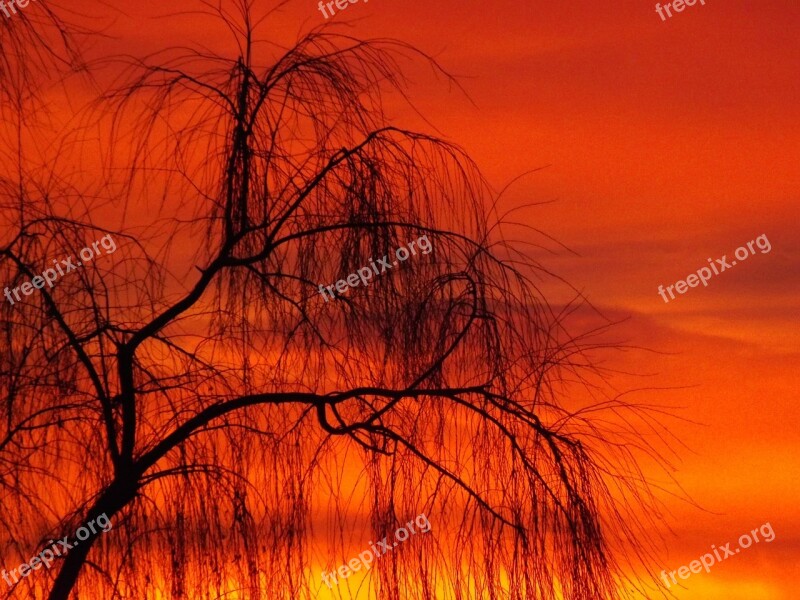 Willow Sunset Sun Sky Cloud