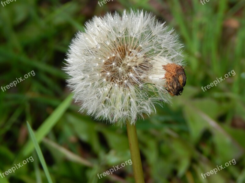 Dandelion Fluff Spring Free Photos