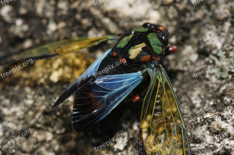 Nature Insects Cicada Colors Delicacy