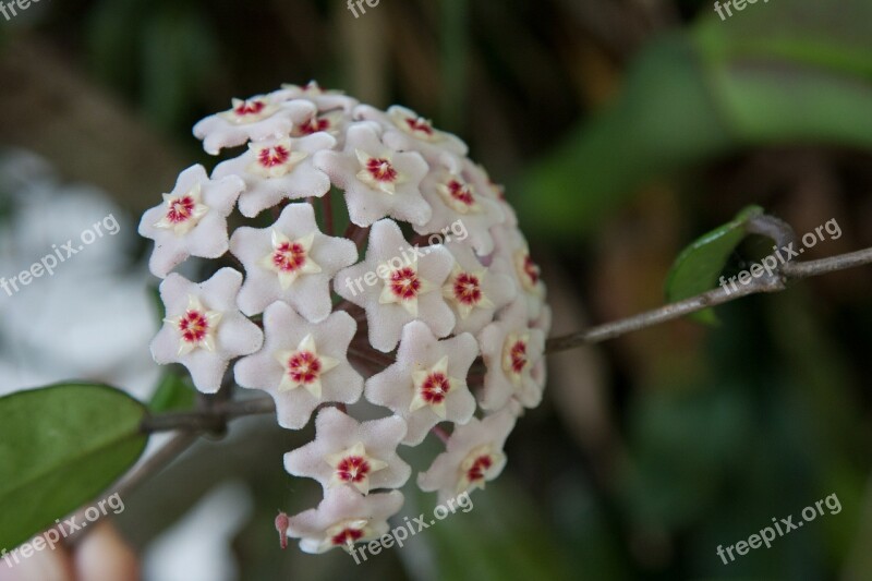 Flower Nature White Flower Hoya Carnosa Milkweed