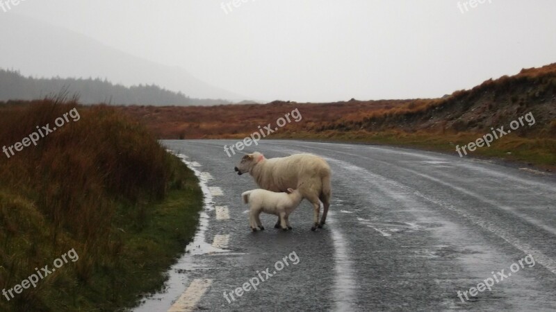 Sheep Baby Mom Ireland Travel