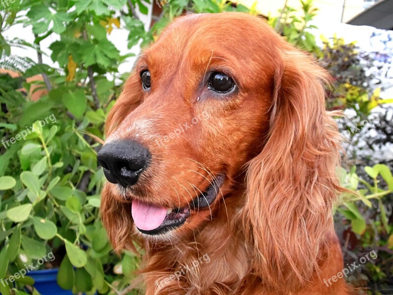 Cocker Spaniel American Dog Nimal Pet Domestic Animals