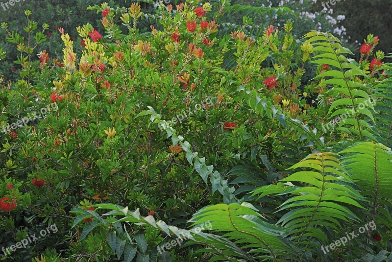 Plant Green Nature Fern Leaves