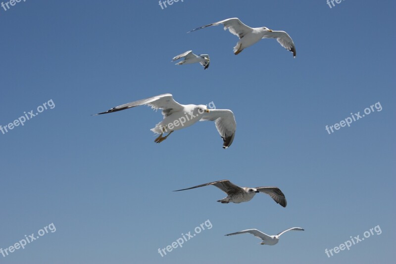 Seagull Sky Bird Freedom Flying