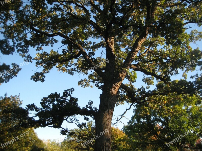 Oak Tree Park Nature Landscape