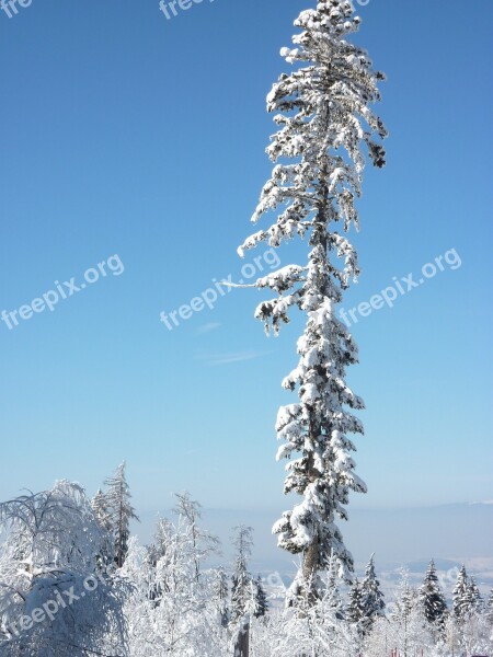 Snow Tree Winter Wintry Fir Tree