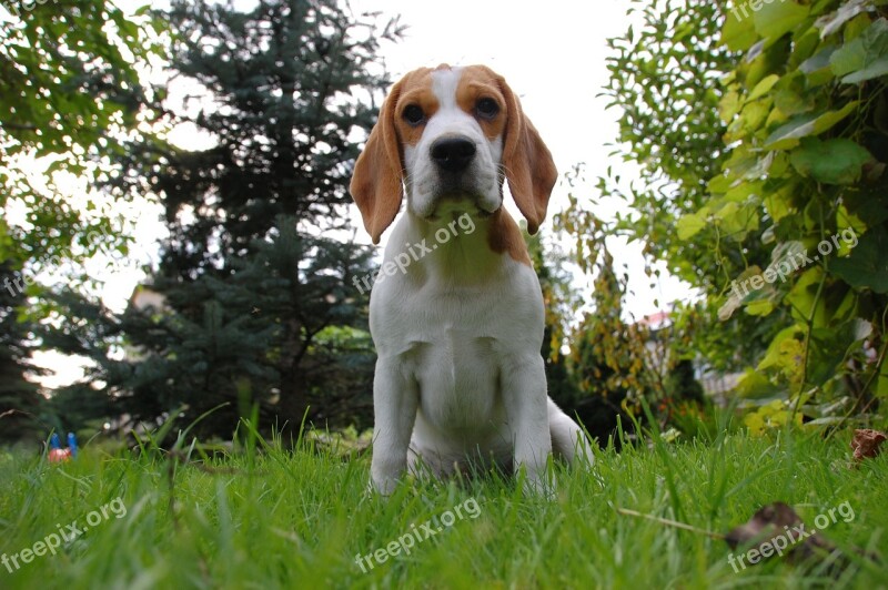 Dog Puppy Beagle Doggy Animal