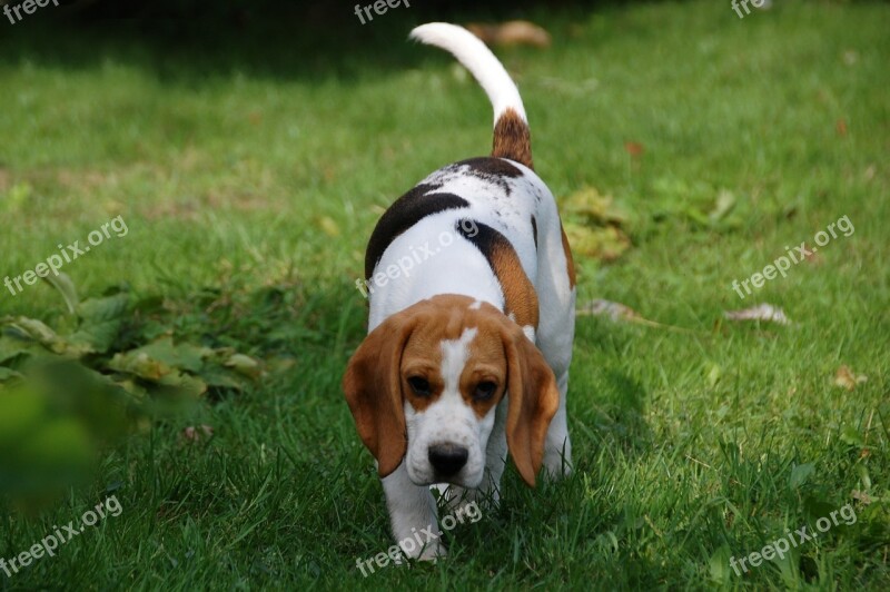 Dog Puppy Beagle Doggy Animal