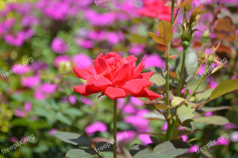 Rose Single Red Flower Nature