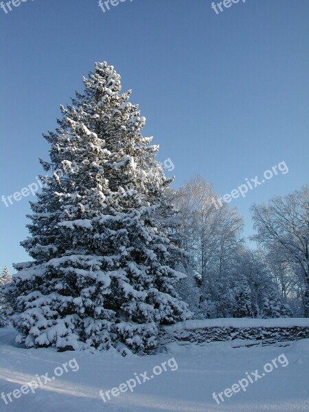 Gran Spruce Snowy Spruce Winter Sweden