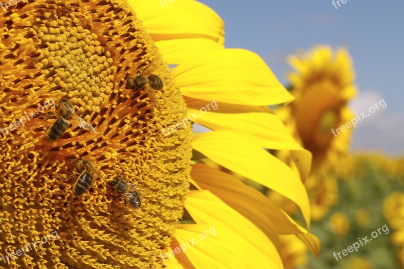 Sunflowers Flowers Nature Plant Yellow