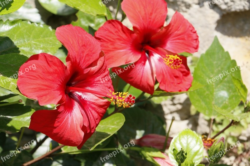 Hibiscus Flower Red Flowers Nature