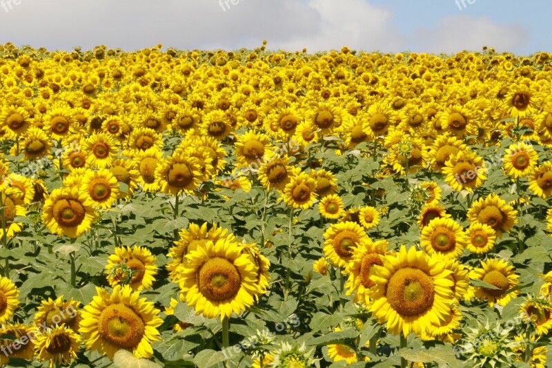 Sunflowers Flowers Field Yellow Summer