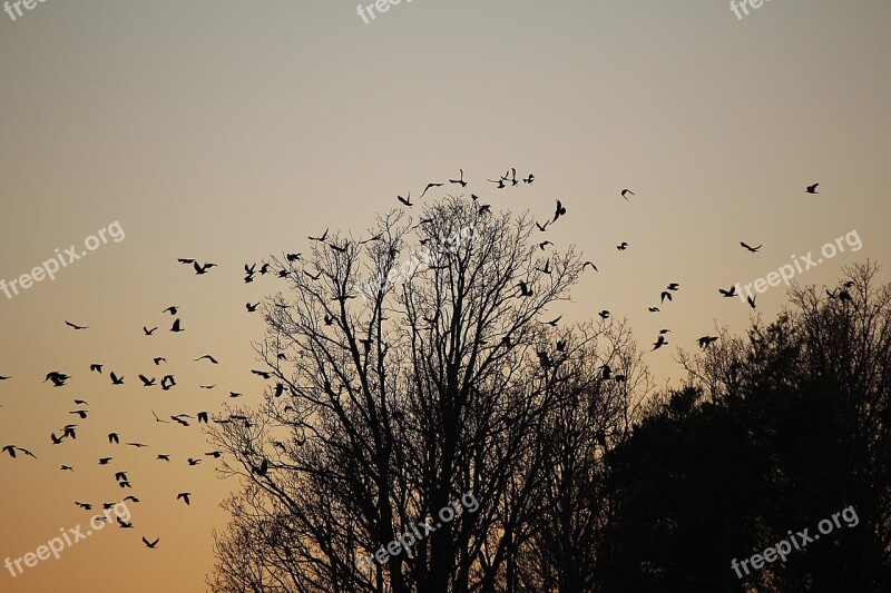 Birds Swarm Flock Of Birds Dig Departure