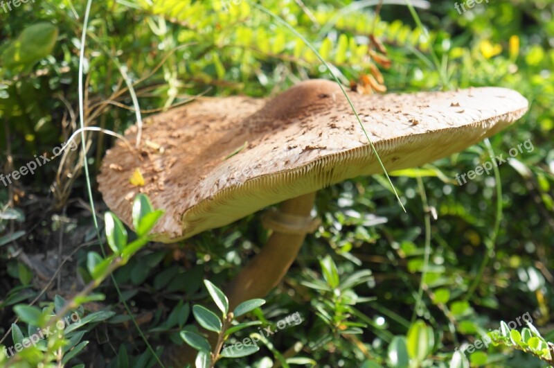 Parasol Mushroom Autumn Mushroom Picking Edible