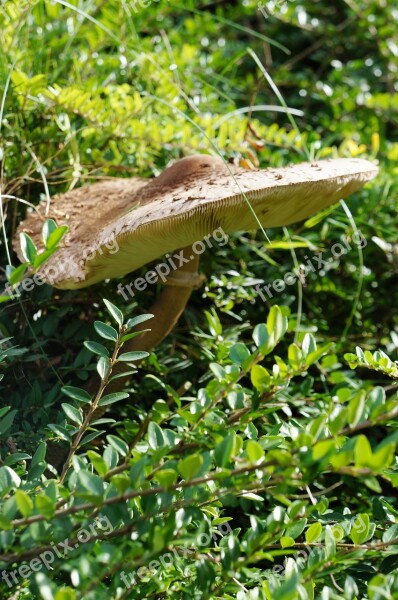 Parasol Mushroom Screen Fungus Autumn Boletes