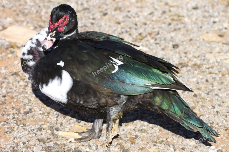 Muscovy Duck Altus Oklahoma Wildlife Beak