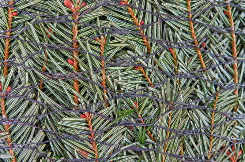 Nordmann Fir Christmas Tree Christmas Packed Web