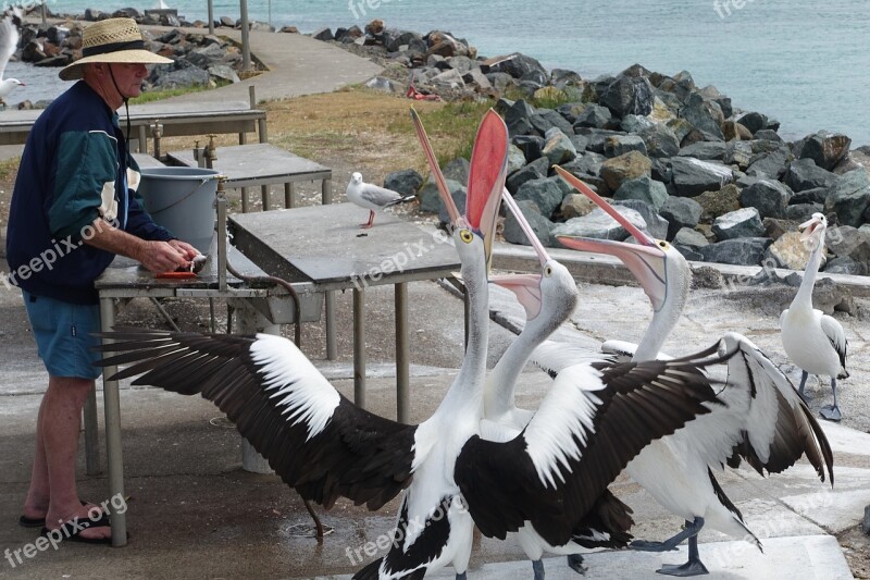 Pelicans Feeding Natural Fishing Beaks