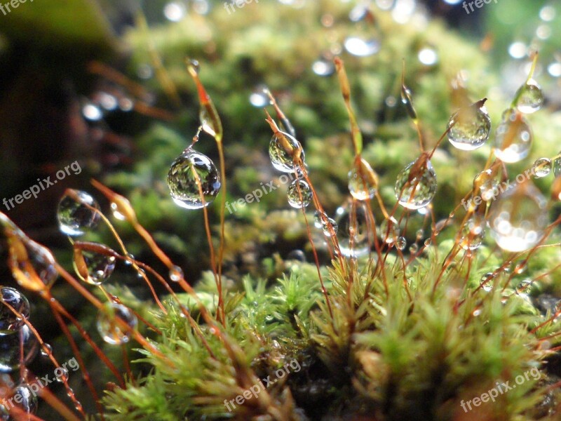 Water Drops Droplets Green Fresh Plant