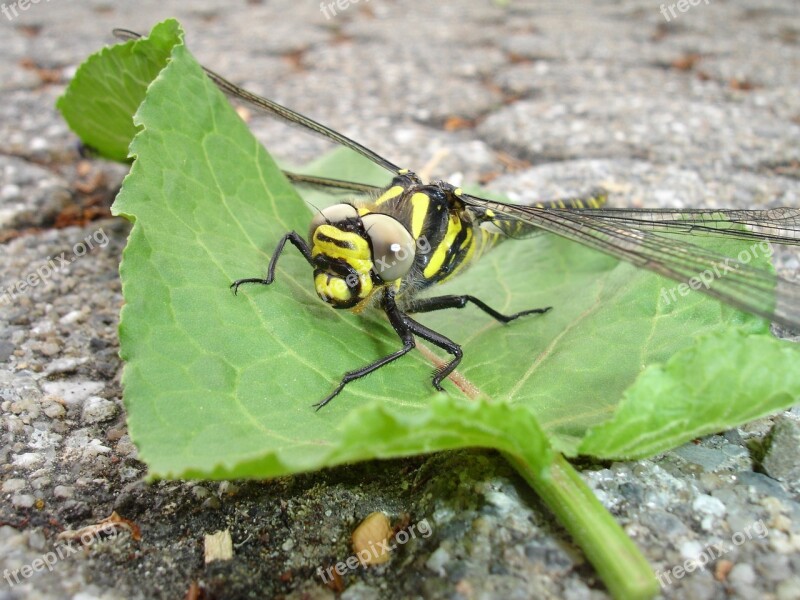 Dragonfly Insect Yellow Flight Insect Free Photos