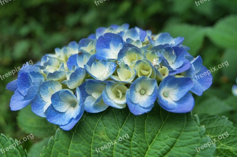 Hydrangea Blue Flower Plant Nature