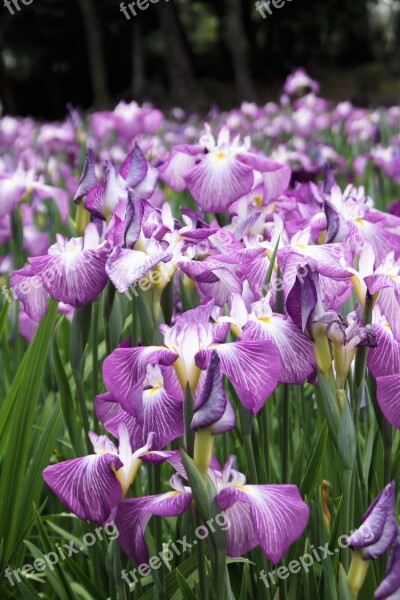 Iris Flower Purple Nature Floral