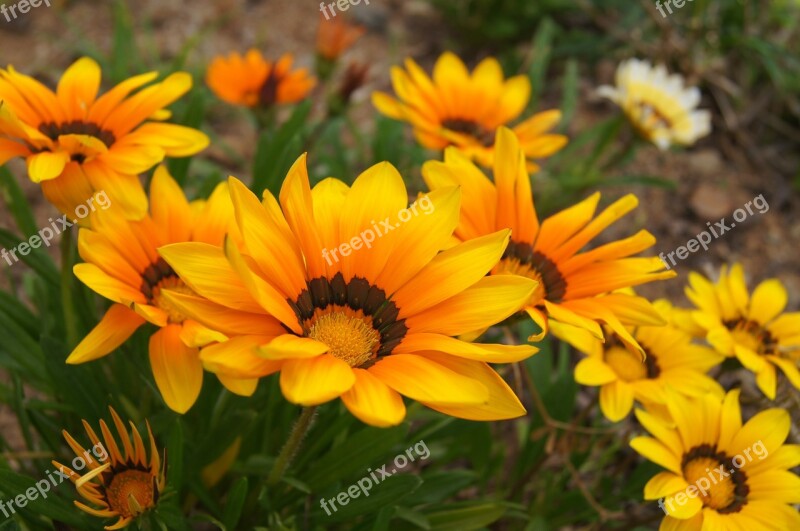 Daisies Yellow Flower Nature Summer