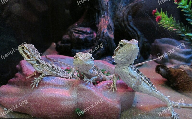 Lizards Animals Pets Reptiles Domestic