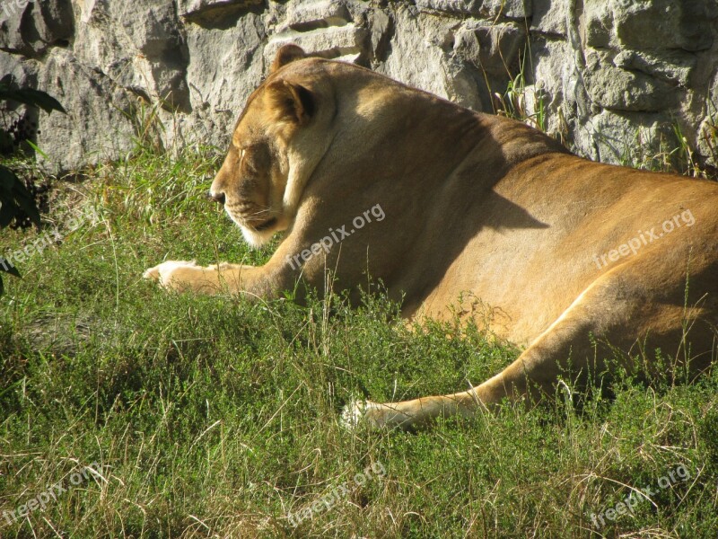 The Lioness Lion Zoo Animals Free Photos