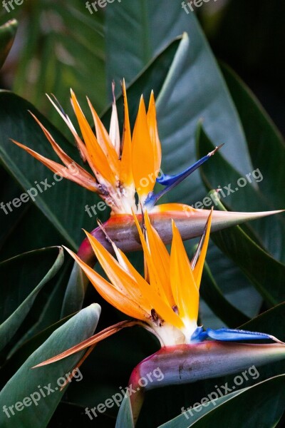 Caudata Strelitzia Bird Of Paradise Flower Strelitzia Orchids Botanical Garden