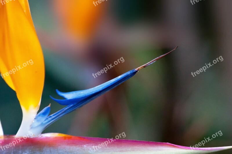 Caudata Strelitzia Bird Of Paradise Flower Strelitzia Orchids Botanical Garden