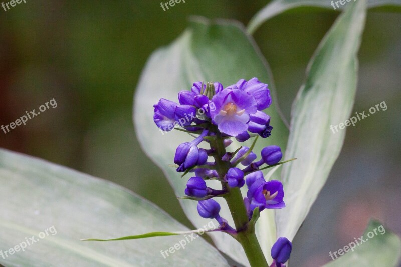 Dichorisandra Thyrsiflora Flowers Blue Violet Brazil